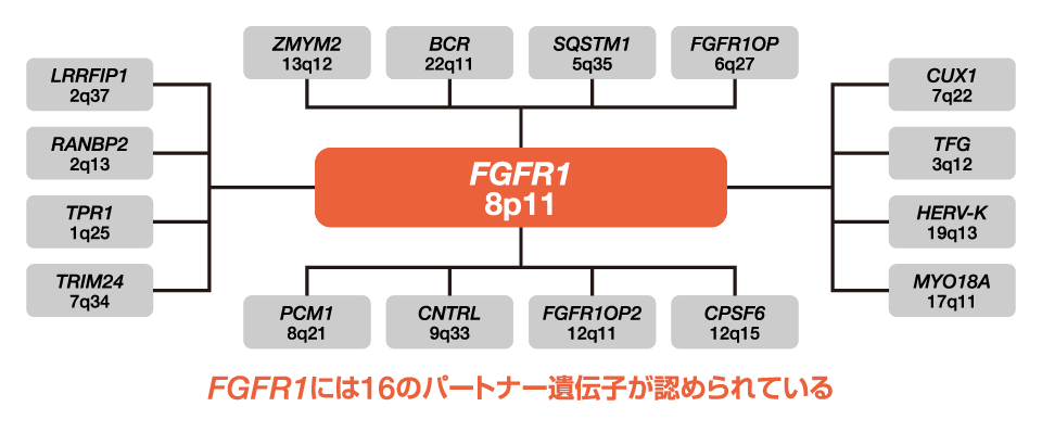 FGFR1融合遺伝子陽性の骨髄性又はリンパ性腫瘍のパートナー遺伝子